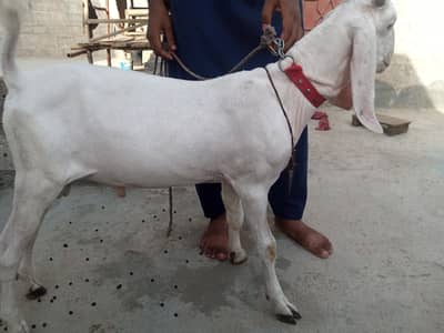 bakra breader quality