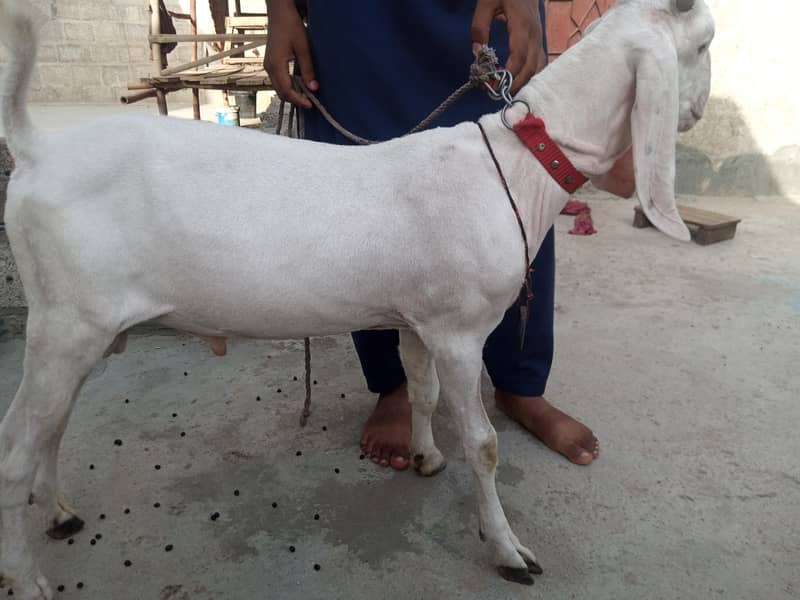bakra breader quality 5