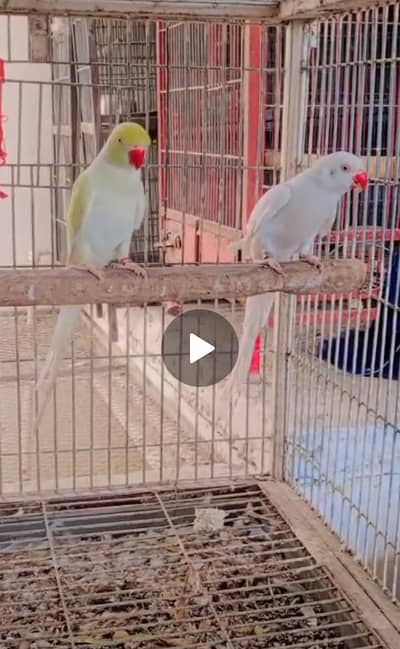 breder piar cream male white female 