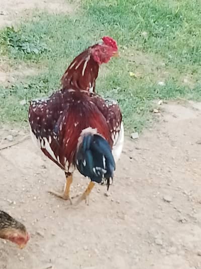 murga