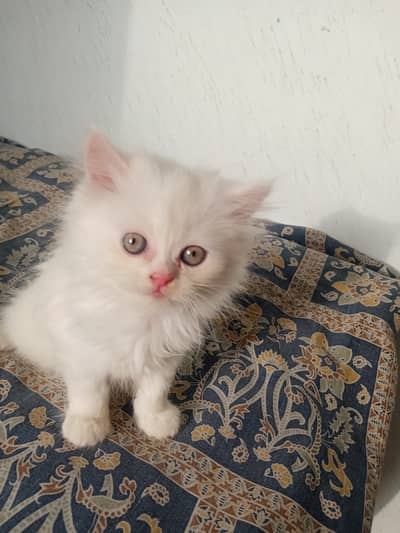 persian semi punch face