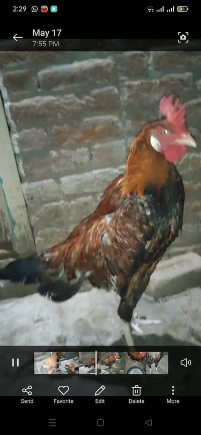 beghm patha
