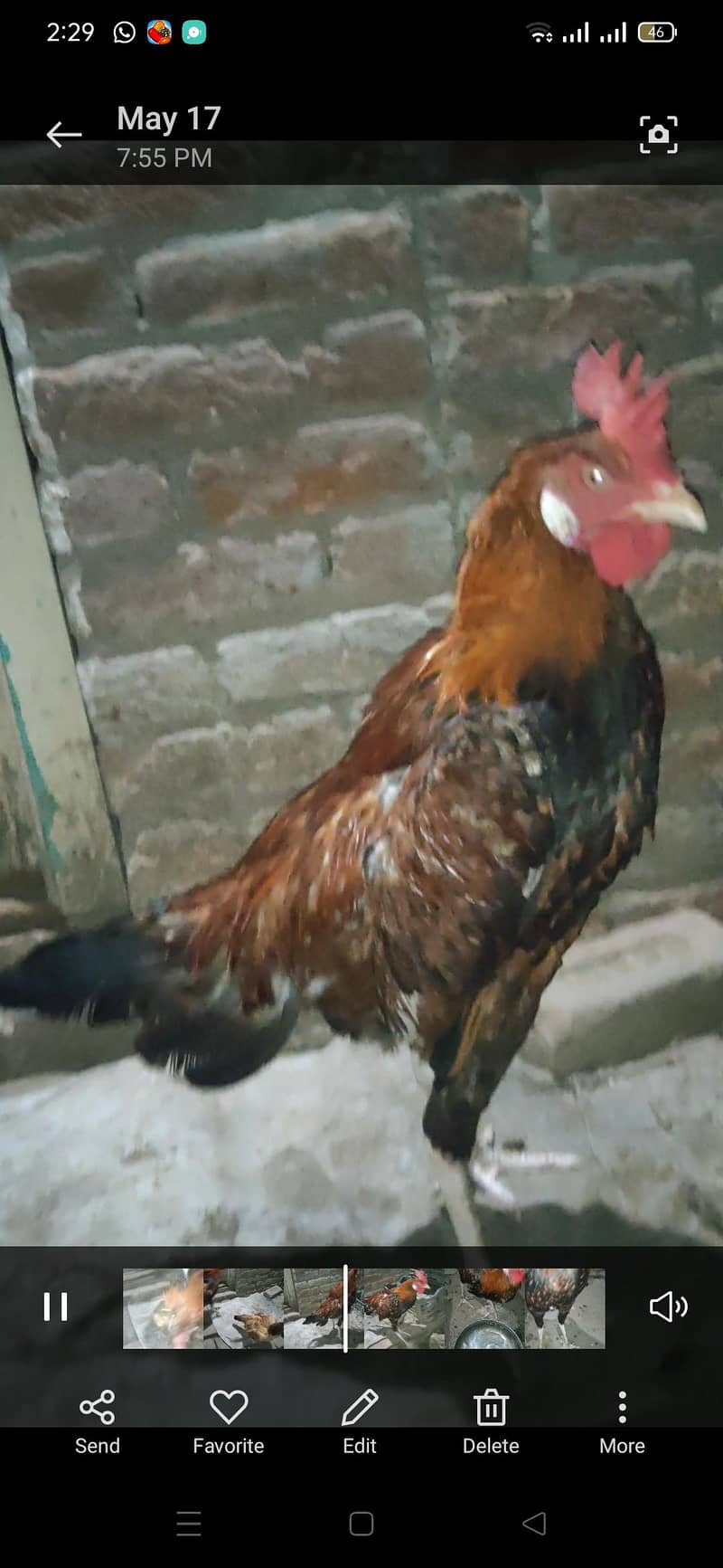 beghm patha 0