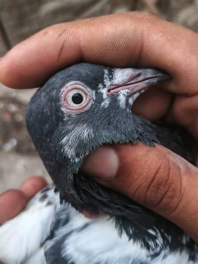 bhatti pigeons