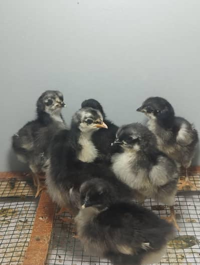Austrolop chicks