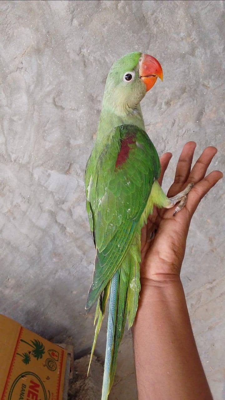 Raw parrot 0