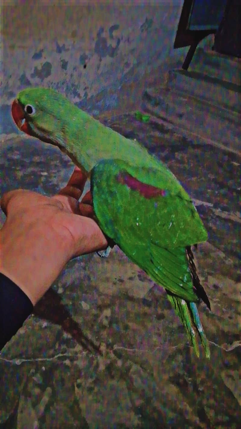 Raw parrot 1