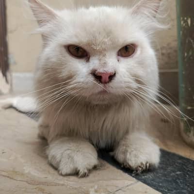 Male for Sale