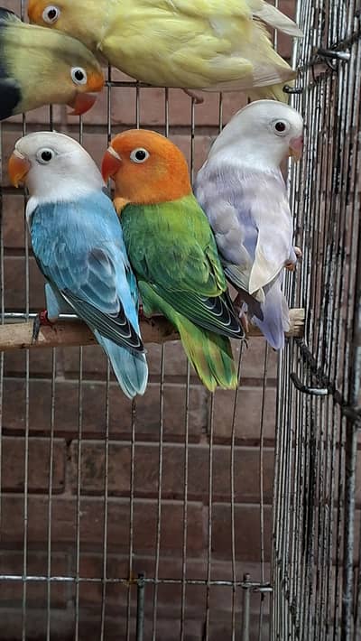 love bird
