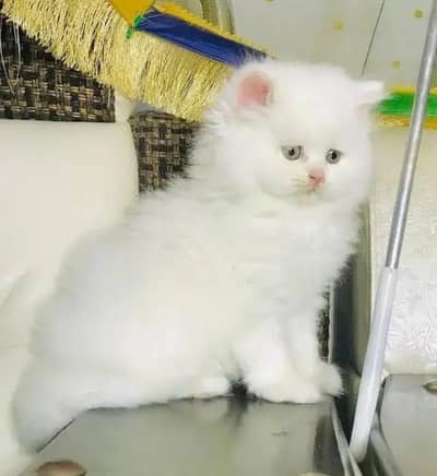 persian cat my WhatsApp number 03410473472