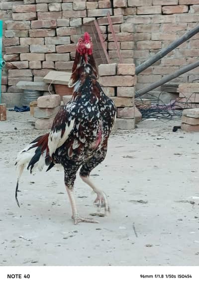 Pure aseel murga murgi pair  rate 9000