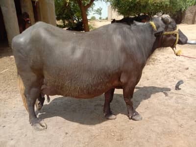 نیلی راوی بھینس