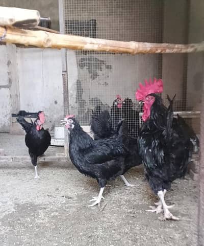 Breeder Australorp