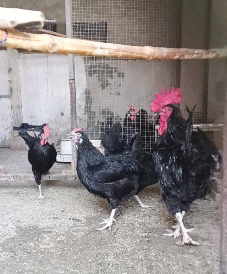 Breeder Australorp 0