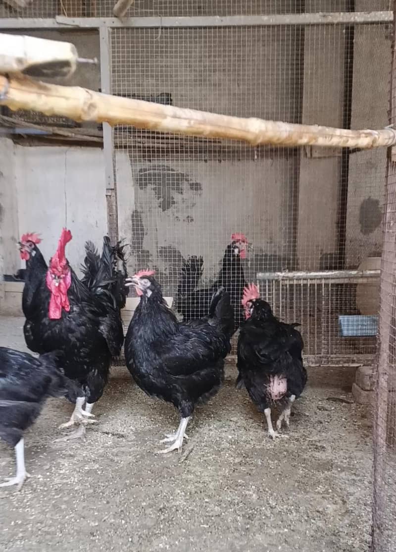 Breeder Australorp 1