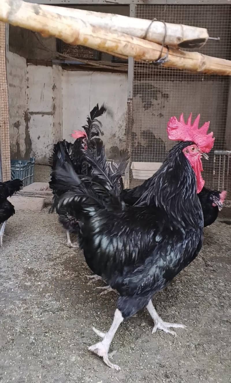 Breeder Australorp 2