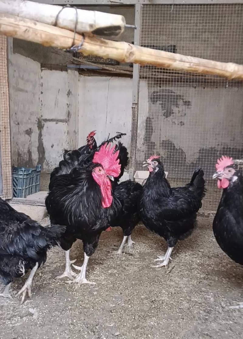 Breeder Australorp 3