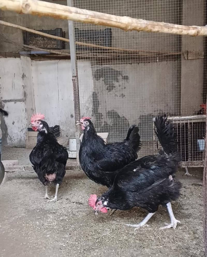 Breeder Australorp 4