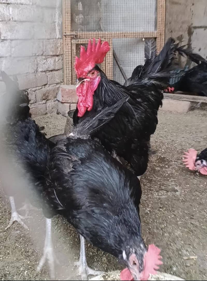 Breeder Australorp 5