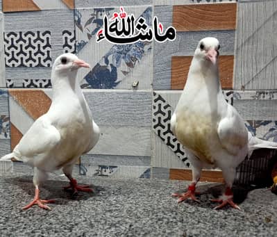 Paper White Qasad chick's Pair For Sale