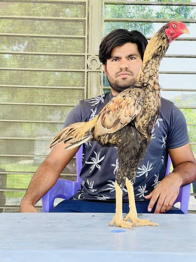 Turkish pak cross patha long hight dubul had