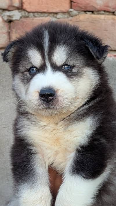 Shih Tzu | Shihtzu | poodel cross  puppy For sale