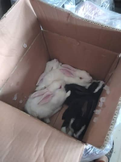 Baby Rabbits