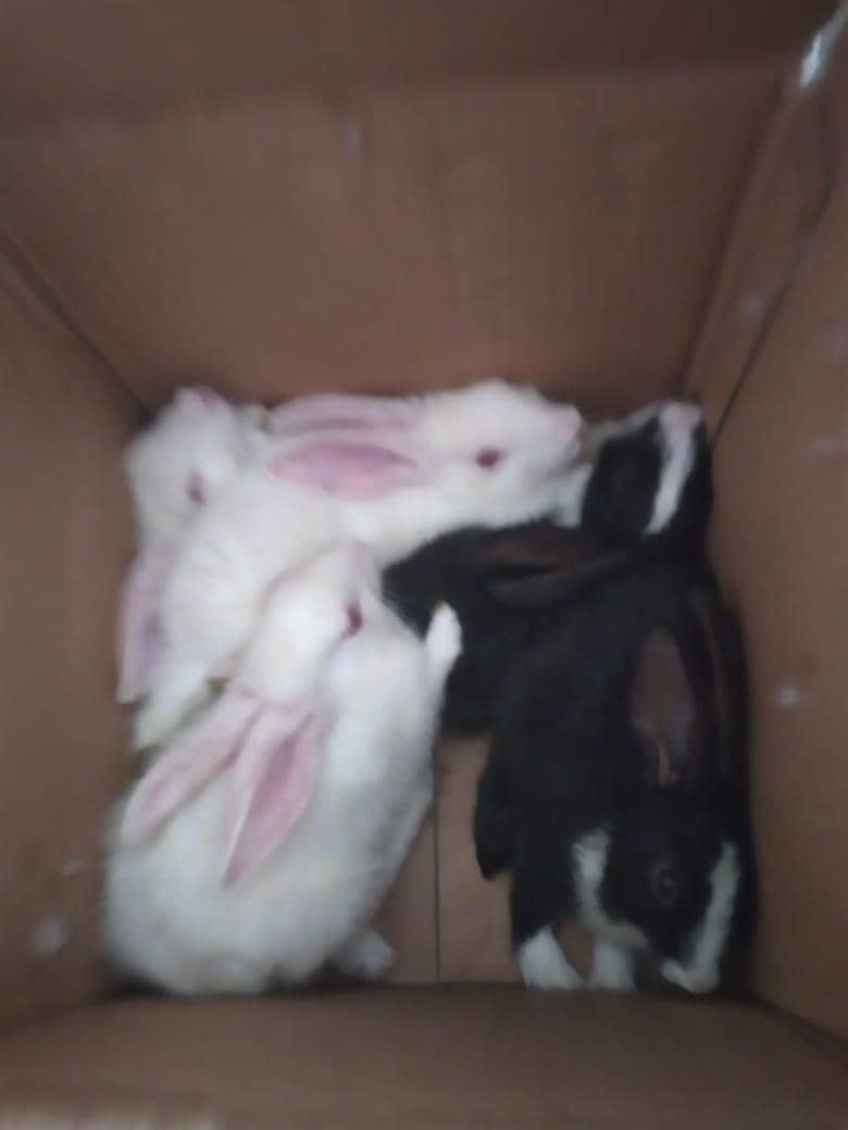 Rabbits 1
