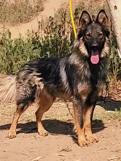 Belgium Shepherd secretary male for sale