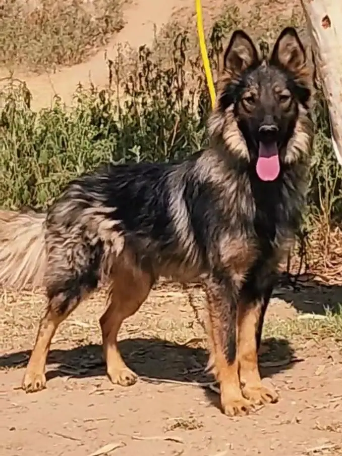 Belgium Shepherd secretary male for sale