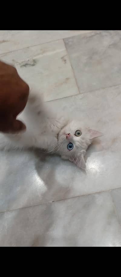 persain male kitten for sale