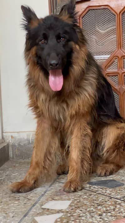 German Shepherd For Sale, Age 2 years