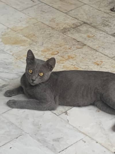 Cat For adoption