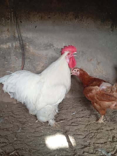 white Cochin adult male