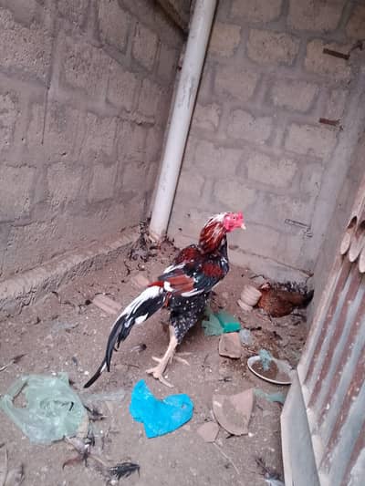 Aseel Sindhi for Sell