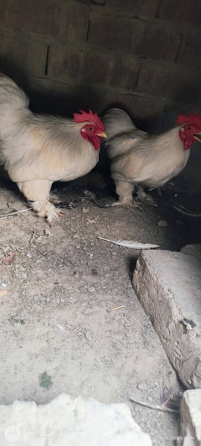 2 White Bantam Roosters for Sale