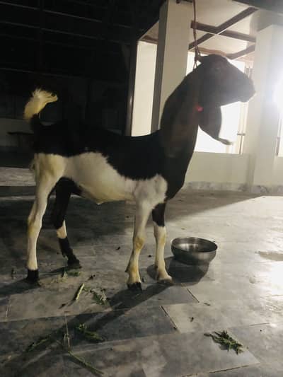 Kamoori bakri for sale healthy and active.
