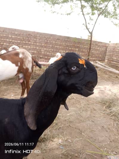 Hotal Breeder quality Male