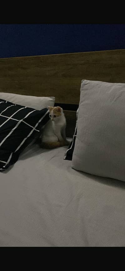 Persian mix cat for adoption