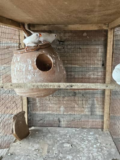 snow white finch for sale