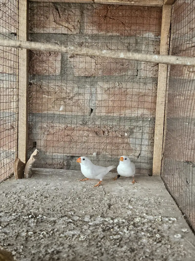 snow white finch for sale — photo 2