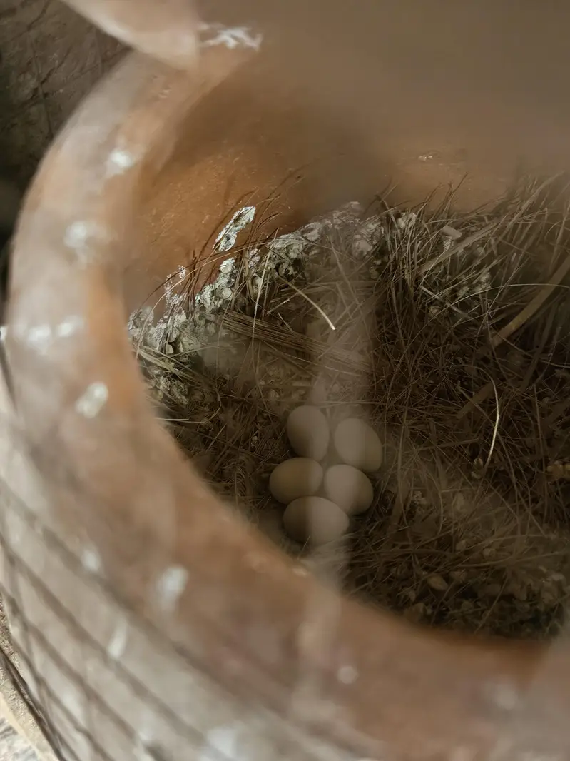 snow white finch for sale — photo 3