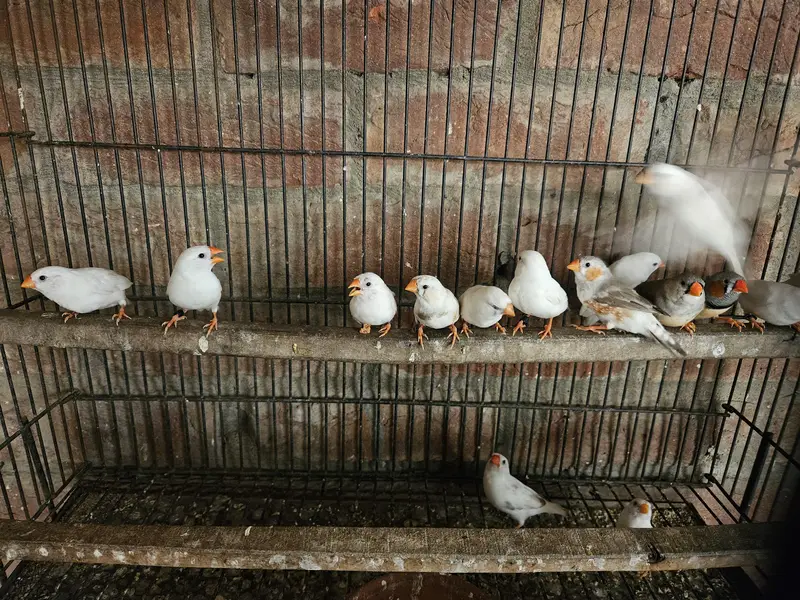 snow white finch for sale — photo 4