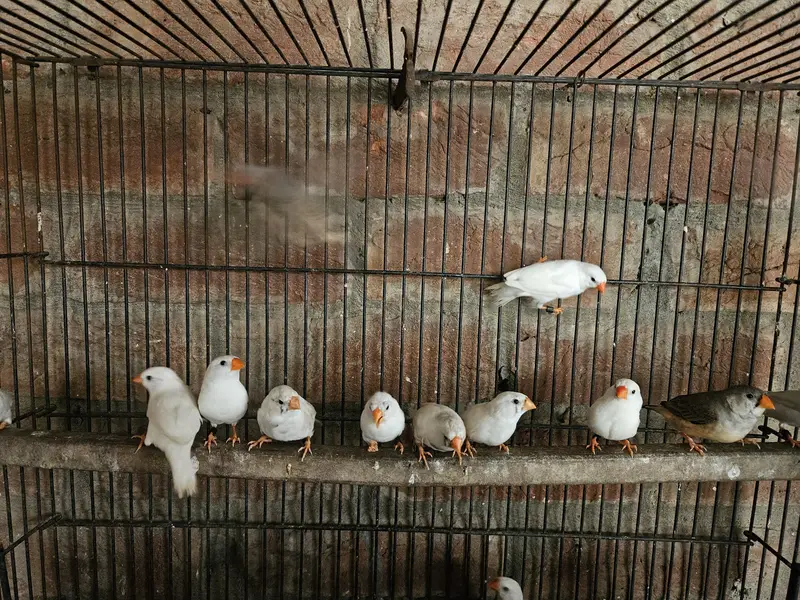 snow white finch for sale — photo 5