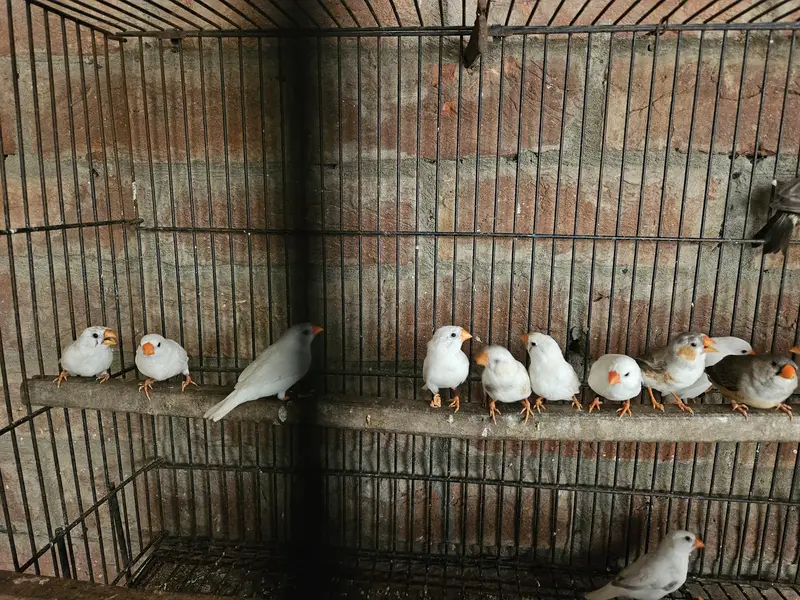 snow white finch for sale — photo 6