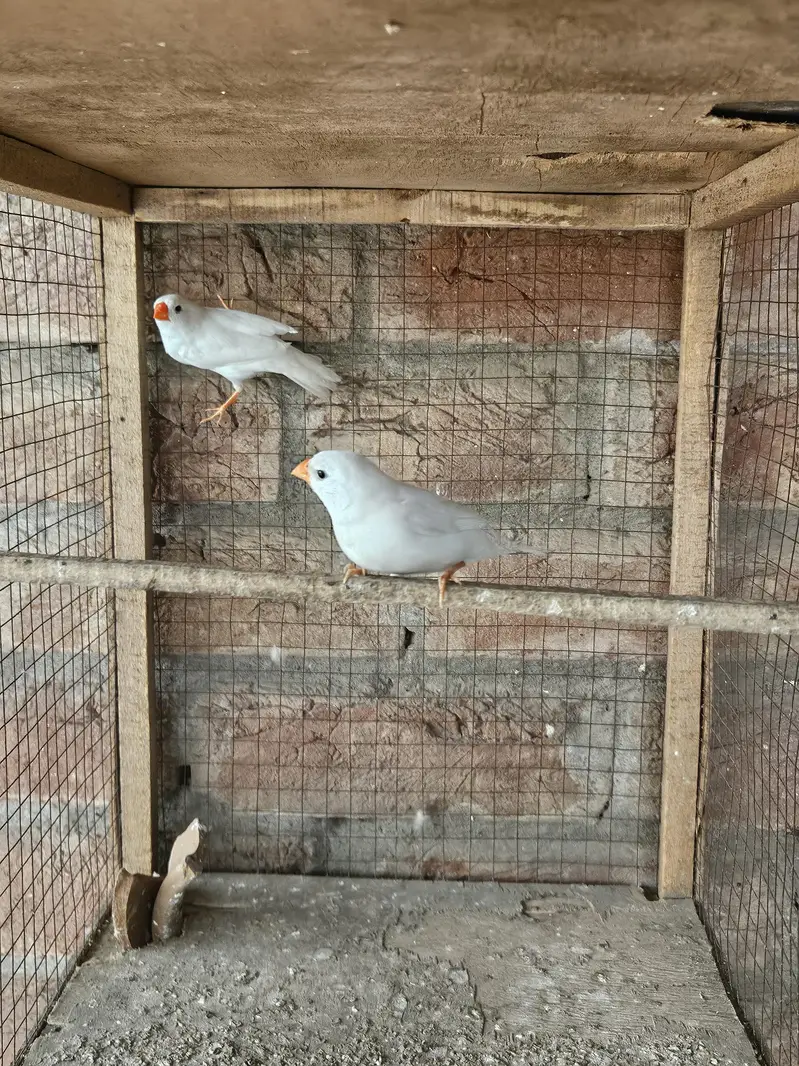 snow white finch for sale — photo 7