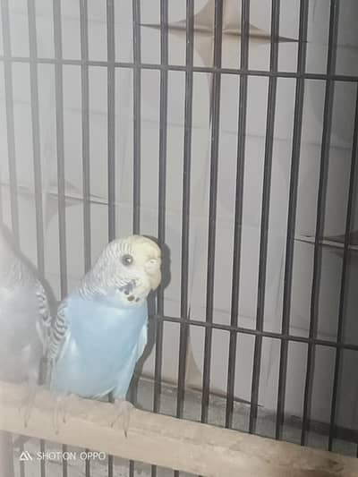parrot for sale price 650