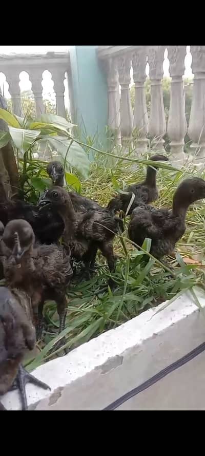 Ayam Cemani black tongue