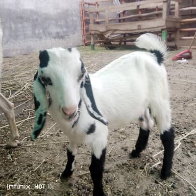 2 bachay for sale