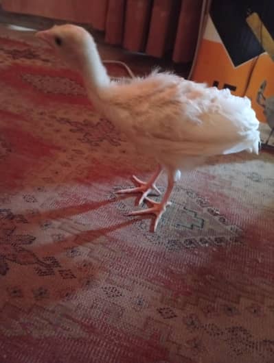 Turkey Fertile eggs and chicks available